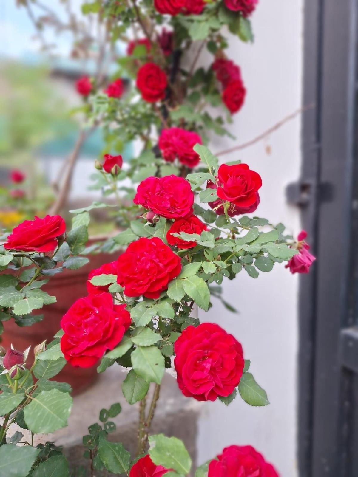 La Maison - A Boutique Bed And Breakfast Bīr Εξωτερικό φωτογραφία
